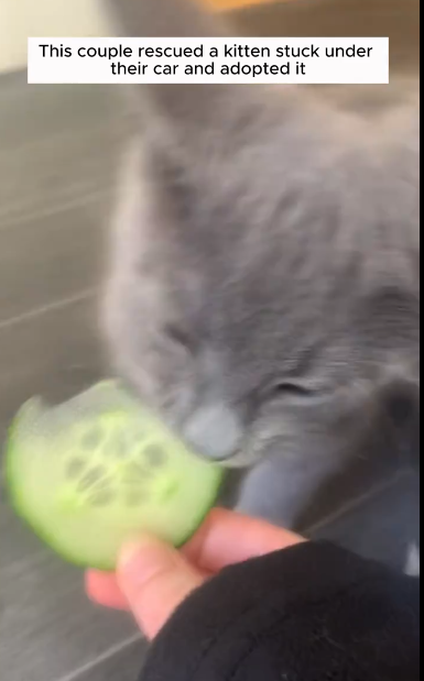C1411007_couple rescued kitten stuck under their car adopted it #an…_part2