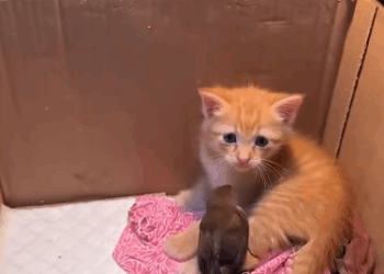 C1411008_My kitten adopted baby bird lost its mother #animal #animalsoftikto…_part2