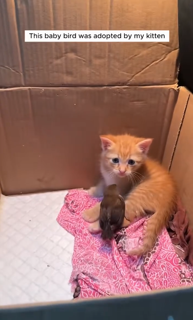 C1411008_My kitten adopted baby bird lost its mother #animal #animalsoftikto…_part2