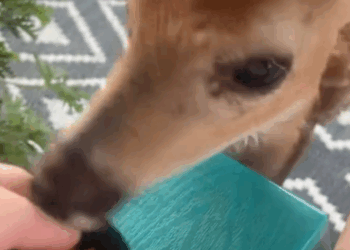 C1411009_My dog found baby deer adopted it #animal #animalsoftiktok…_part2