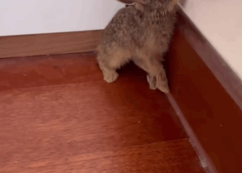 C1411011_little rabbit is following me then #rescue #animals #fyp #rabbit_part2