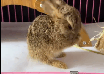 C1411012_OMG, saw rabbit in pool then #rescue #animals #fyp #rabbit_part2