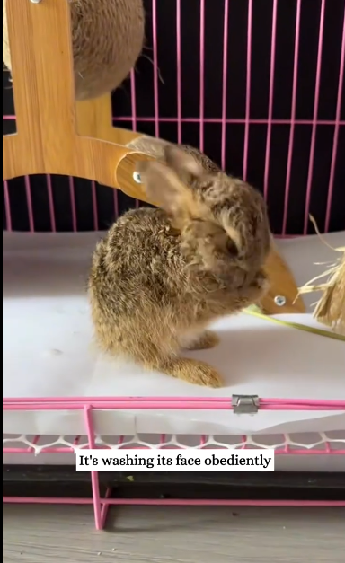 C1411012_OMG, saw rabbit in pool then #rescue #animals #fyp #rabbit_part2