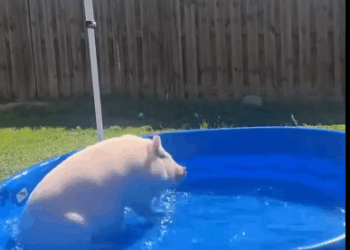 C1411013_saw pig fall off truck then #rescue #animals #fyp #pig_part2