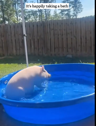 C1411013_saw pig fall off truck then #rescue #animals #fyp #pig_part2