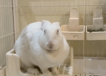 C1411014_saw big white rabbit on road while was driving then #re…_part2