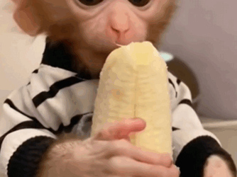 C1411015_OMG minute Poor little monkey #rescue #animal #fyp #monkey_part2