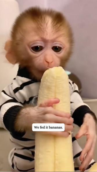 C1411015_OMG minute Poor little monkey #rescue #animal #fyp #monkey_part2