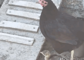 C1411016_girl picked up an egg hen hatched it #rescue #rescueanima…_part2