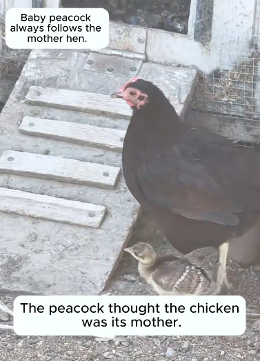 C1411016_girl picked up an egg hen hatched it #rescue #rescueanima…_part2