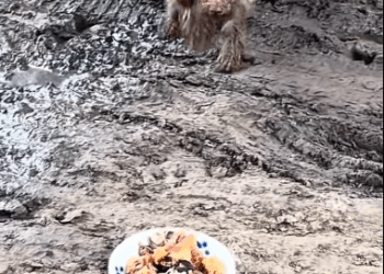 C1411017_recently saw stray dog wandering around. tried to get to know…_part2