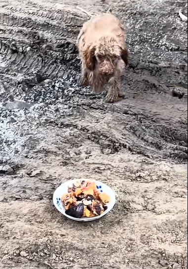 C1411017_recently saw stray dog wandering around. tried to get to know…_part2