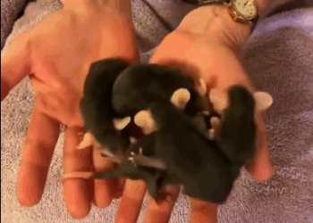 C1411018_What surprise when we opened trash can #animals #rescue #rescue…_part2