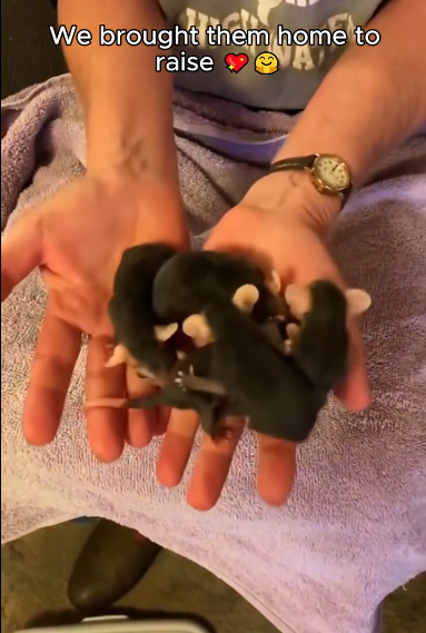 C1411018_What surprise when we opened trash can #animals #rescue #rescue…_part2