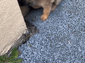 C1411019_found puppy family on street There was an accident_part2