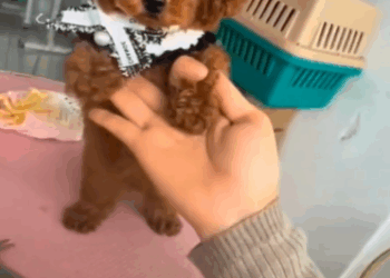 C1411020_It good thing caught sight of puppy, otherwise would have…_part2