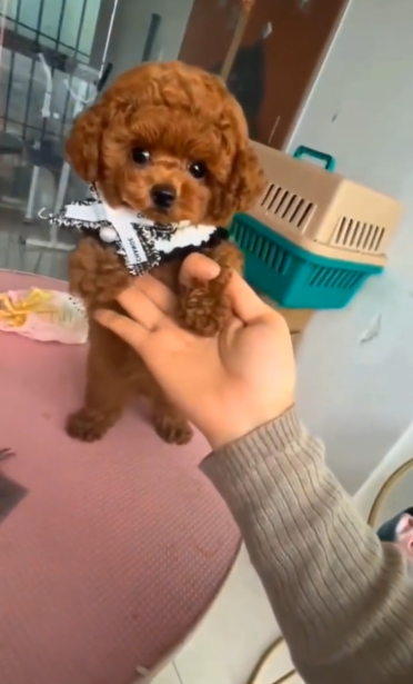 C1411020_It good thing caught sight of puppy, otherwise would have…_part2