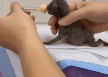 C1411021_poor kitten kittens are very small they are lying in ro…_part2