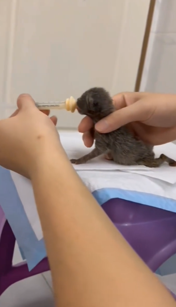 C1411021_poor kitten kittens are very small they are lying in ro…_part2