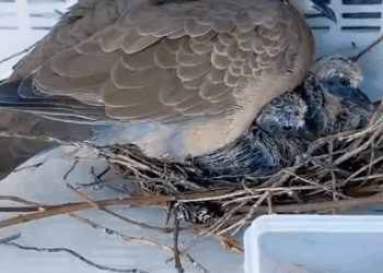 C1411022_story is about dove built its nest in window of my ho…_part2