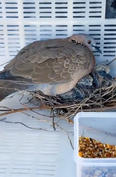 C1411022_story is about dove built its nest in window of my ho…_part2