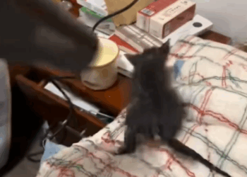 C1411023_poor kitten got stuck in mud at night, rescued it. #rescue…_part2