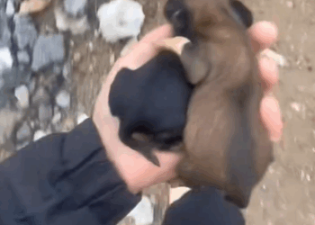 C1411024_rescue poor puppies #rescueanimals #puppies #puppylife #puppydog #fyp_part2