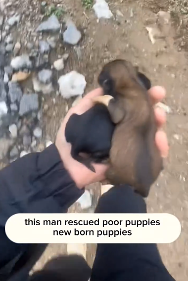 C1411024_rescue poor puppies #rescueanimals #puppies #puppylife #puppydog #fyp_part2