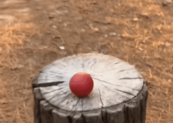 C0511007_ll always keep red ball #wholesome #animals_part2