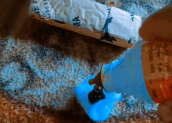 C1411025_poor bird was injured, rescued it. #rescuebird #birdsoftikto…_part2