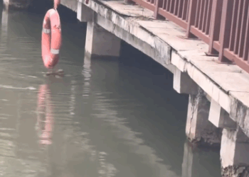 C1411026_puppy fell into river, rescued it. #rescueanimals #puppy…_part2