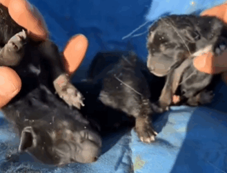 C1411027_rescue poor puppies #rescueanimals #puppies #puppylife #puppydog #fyp (1)_part2