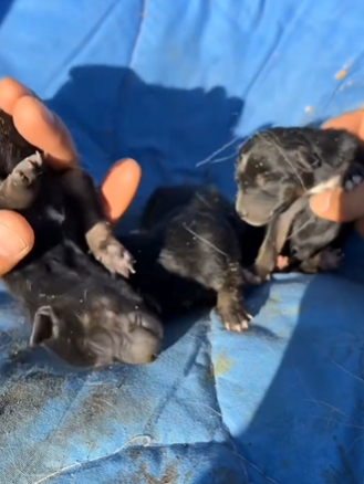 C1411027_rescue poor puppies #rescueanimals #puppies #puppylife #puppydog #fyp (1)_part2