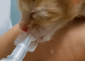 C1411028_kitten is newly born. found it on street rescued it_part2