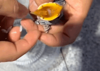 C1411029_bird nest fell tree. There was baby bird alive in it…._part2