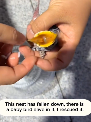 C1411029_bird nest fell tree. There was baby bird alive in it…._part2