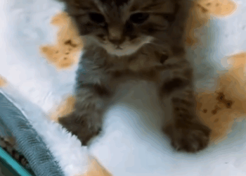 C1411030_rescued saved poor kittens trash can #rescuekitten #rescue…_part2