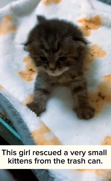 C1411030_rescued saved poor kittens trash can #rescuekitten #rescue…_part2