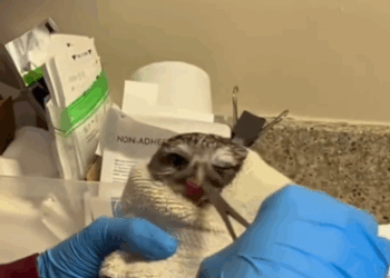 C1511001_kind couple rescued an injured sleepy little owl, then…#a…_part2