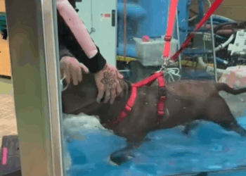 C1511002_kind man adopted poor, abandoned dog shelter, then thi…_part2