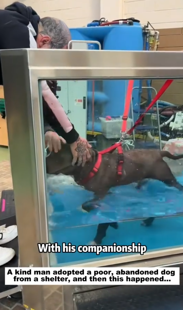 C1511002_kind man adopted poor, abandoned dog shelter, then thi…_part2