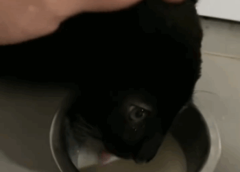 C1511003_kind man rescued dehydrated black leopard cub then…#rescue_part2