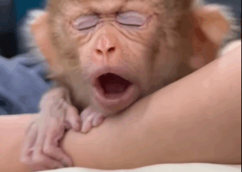 C1511004_kind man rescued baby monkey had just lost its mother, t…_part2