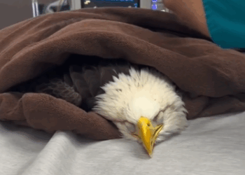 C0511008_Wait flying fish #wholesome #animals_part2