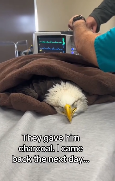 C0511008_Wait flying fish #wholesome #animals_part2