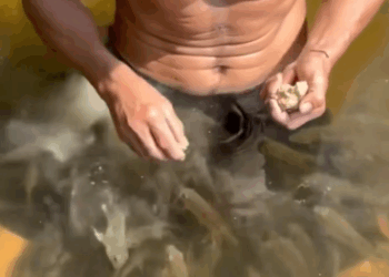 C1511005_kind man rescued small fish were about to die in mud pit, an…_part2