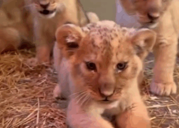 C1511006_fierce lion cubs were being fed by their keepers, then h…_part2