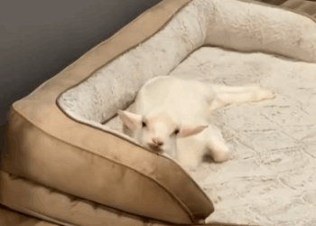 C1511007_kind couple rescued an abandoned baby goat by roadside, the…_part2