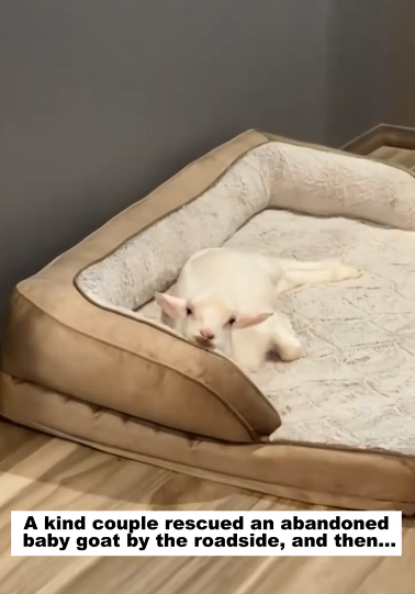 C1511007_kind couple rescued an abandoned baby goat by roadside, the…_part2