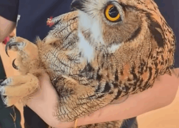 C1511008_kind couple rescued trapped owl, then happened…#rescue…_part2